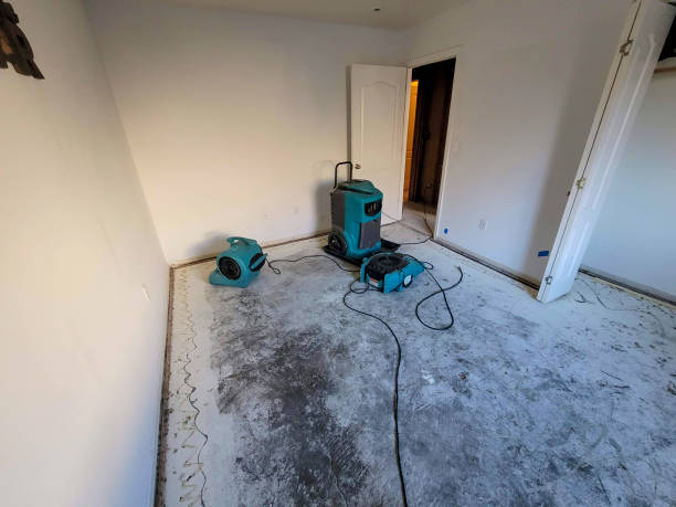 Best Ceiling water damage repair  in Eustis, FL