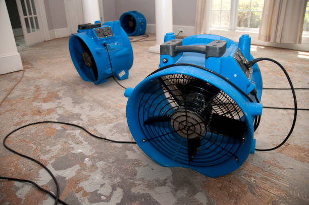 Best Flood restoration services  in Eustis, FL